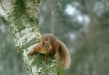 Red Squirrel